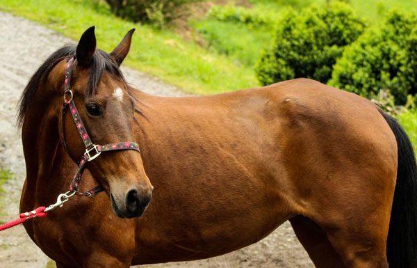 My Right Horse Adoptable Horse of the Week - Greta