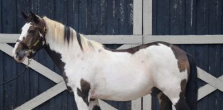 My Right Horse Adoptable Horse of the Week - Hawk