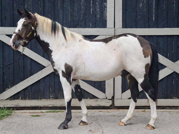 My Right Horse Adoptable Horse of the Week - Hawk