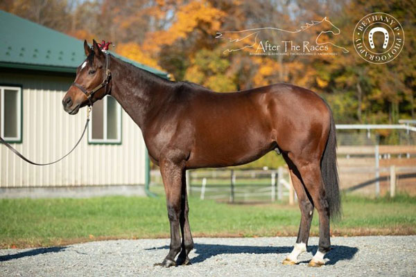 My Right Horse Adoptable Horse of the Week - High Roller