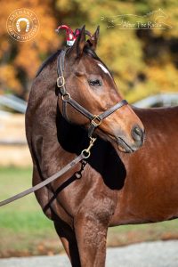 My Right Horse Adoptable Horse of the Week: High Roller — January 4, 2021