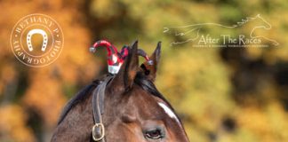 My Right Horse Adoptable Horse of the Week - High Roller