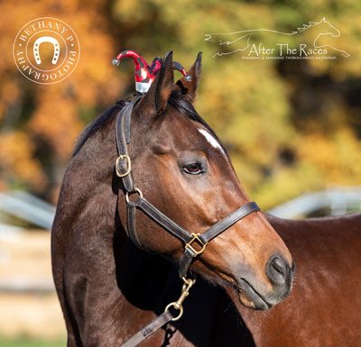 My Right Horse Adoptable Horse of the Week - High Roller