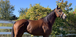 My Right Horse Adoptable Horse of the Week - Jackpot Johnny