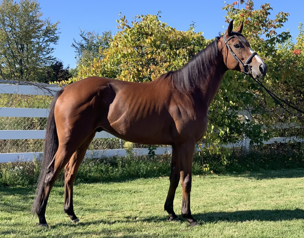 My Right Horse Adoptable Horse of the Week - Jackpot Johnny