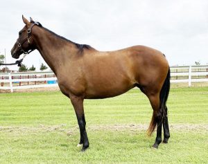 My Right Horse Adoptable Horse of the Week: Lena — December 7, 2020