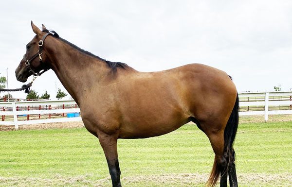 My Right Horse Adoptable Horse of the Week - Lena
