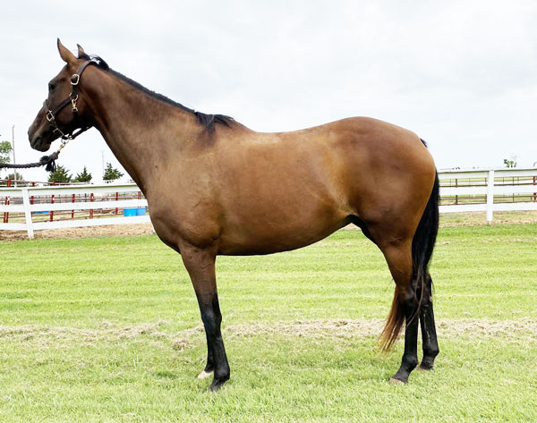 My Right Horse Adoptable Horse of the Week - Lena