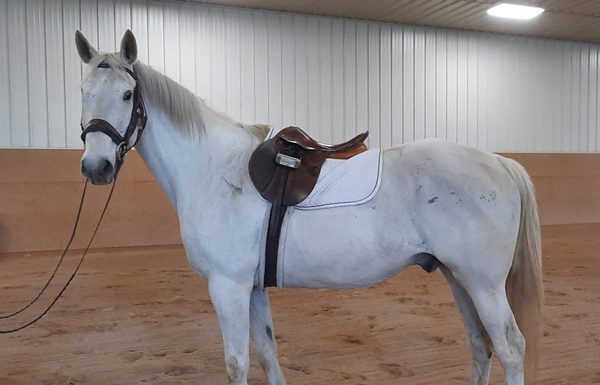 My Right Horse Adoptable Horse of the Week - Leroy Kilkinney