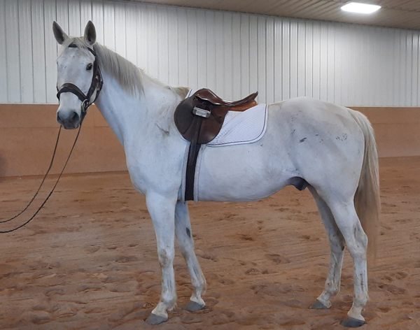 My Right Horse Adoptable Horse of the Week - Leroy Kilkinney
