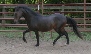 My Right Horse Adoptable Horse of the Week - Levi