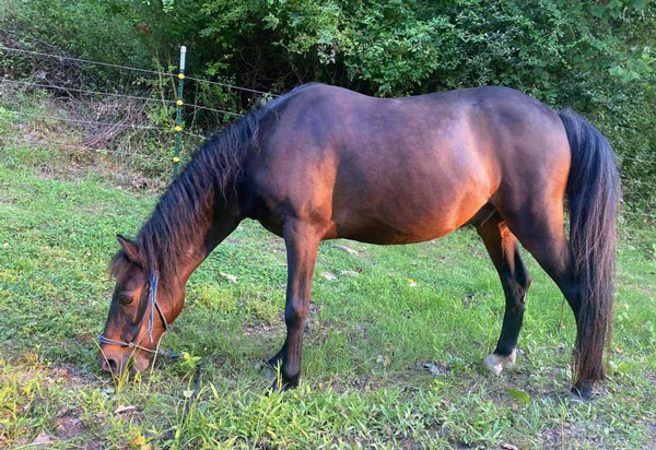 My Right Horse Adoptable Horse of the Week - Levi