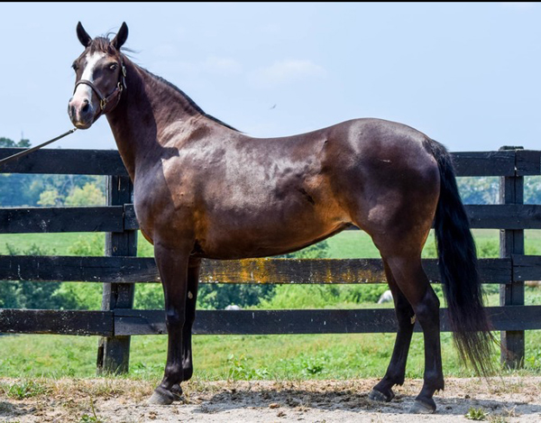 My Right Horse Adoptable Horse of the Week - Lexie