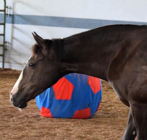 My Right Horse Adoptable Horse of the Week - Lexie