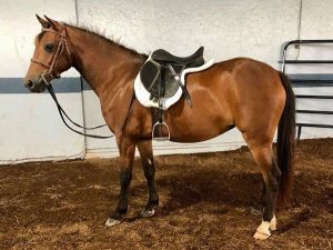 My Right Horse Adoptable Horse of the Week: Lil’ Bit — July 6, 2020