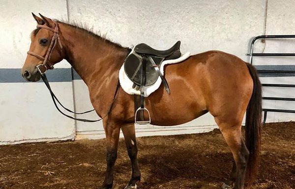 Adoptable Horse - Lil' Bit