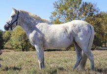 My Right Horse Adoptable Horse of the Week - Loralei