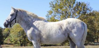 My Right Horse Adoptable Horse of the Week - Loralei