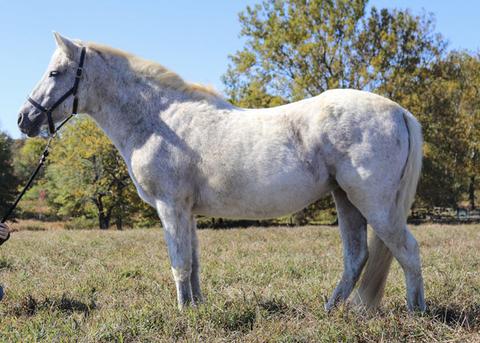 My Right Horse Adoptable Horse of the Week - Loralei