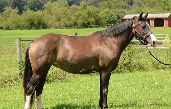 Adoptable Horse of the Week - Lover's Lane (aka Laney)