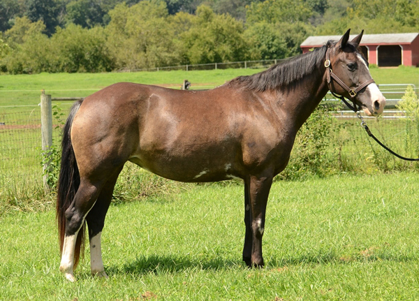 Adoptable Horse of the Week - Lover's Lane (aka Laney)