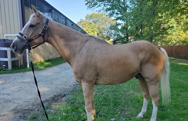 My Right Horse Adoptable Horse of the Week - Luke