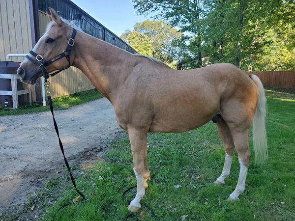 My Right Horse Adoptable Horse of the Week - Luke
