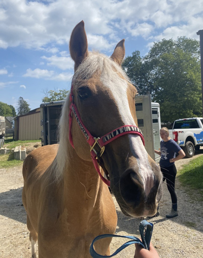 My Right Horse Adoptable Horse of the Week - Luke