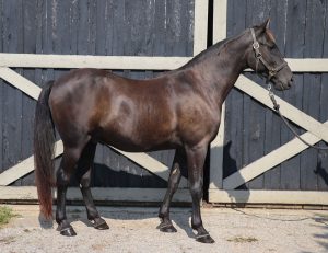 My Right Horse Adoptable Horse of the Week: Royal Mack Dollars — February 22, 2021