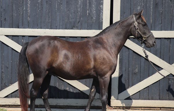 My Right Horse Adoptable Horse of the Week - Mack