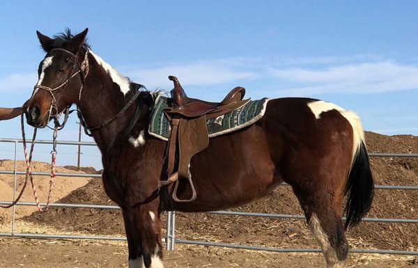 My Right Horse Adoptable Horse of the Week - Mariposa