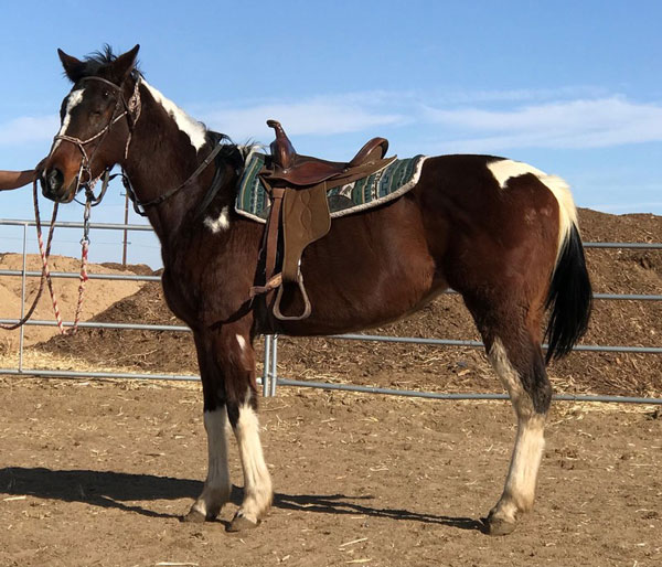 My Right Horse Adoptable Horse of the Week - Mariposa