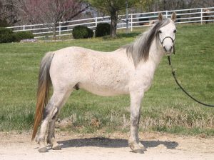 My Right Horse Adoptable Horse of the Week: Mendora — September 4, 2021