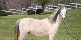 My Right Horse Adoptable Horse of the Week - Mendora