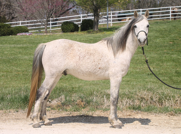 My Right Horse Adoptable Horse of the Week - Mendora