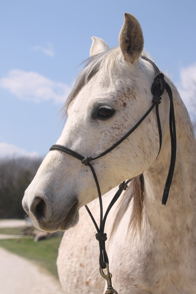 My Right Horse Adoptable Horse of the Week - Mendora