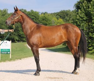 My Right Horse Adoptable Horse of the Week: Mia — October 25, 2021