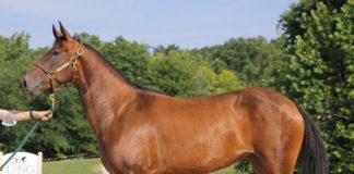 My Right Horse Adoptable Horse of the Week - Mia