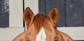 My Right Horse Adoptable Horse of the Week - Monkey