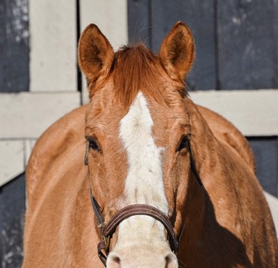 my right horse adoptable horse of the week - monkey