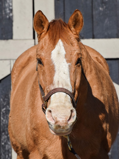 My Right Horse Adoptable Horse of the Week - Monkey