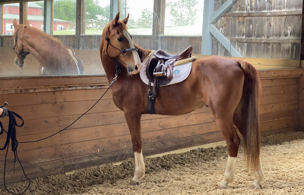 My Right Horse Adoptable Horse of the Week - Mosby