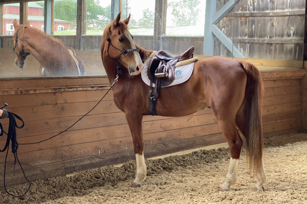 My Right Horse Adoptable Horse of the Week - Mosby