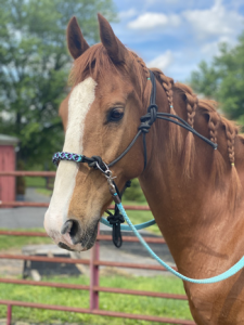 My Right Horse Adoptable Horse of the Week - Mosby