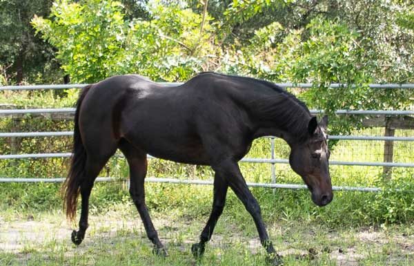 Adoptable Horse of the Week - Mulch