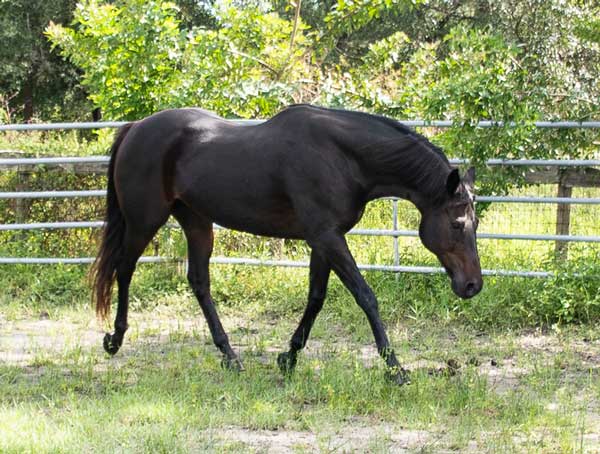 Adoptable Horse of the Week - Mulch