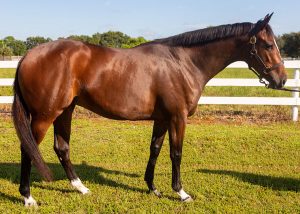 My Right Horse Adoptable Horse of the Week: My Fair Lucy — January 10, 2022