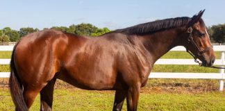 My Right Horse Adoptable Horse of the Week - My Fair Lucy