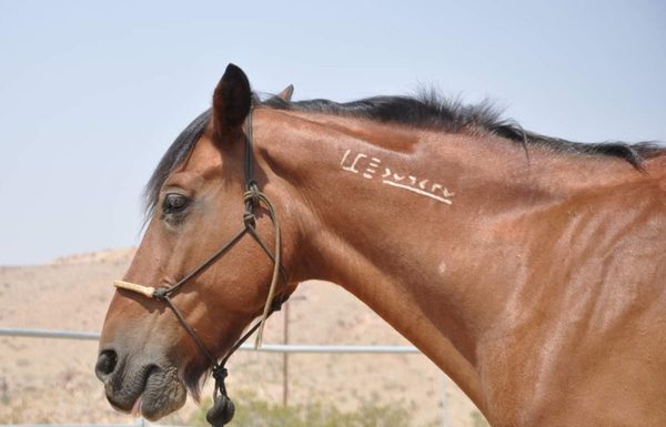 My Right Horse Adoptable Horse of the Week - Nevada