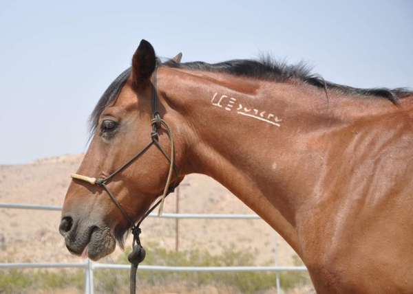 My Right Horse Adoptable Horse of the Week - Nevada